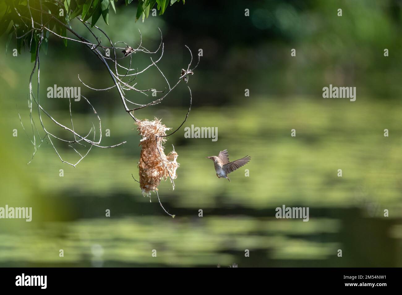 Un Honeyeater à dos brun est en mi-vol vers son nid suspendu avec du matériel de nidification aux terres humides de Cattana à Cairns, Queensland en Australie. Banque D'Images