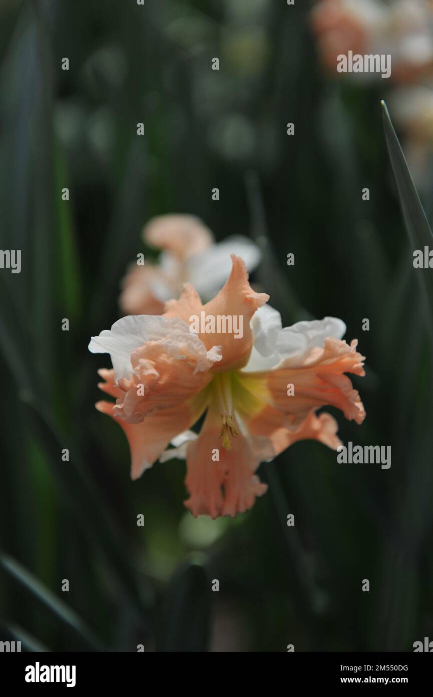 Col fendu blanc et rose (Narcisse) Rainbow of Colors fleurissent dans un jardin en avril Banque D'Images