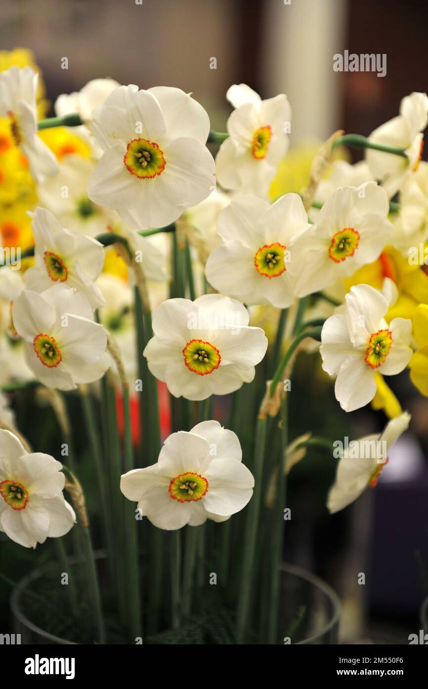 Un bouquet de jonquilles Poeticus blanches, vertes et oranges (Narcisse) Sea Green sur une exposition en avril Banque D'Images