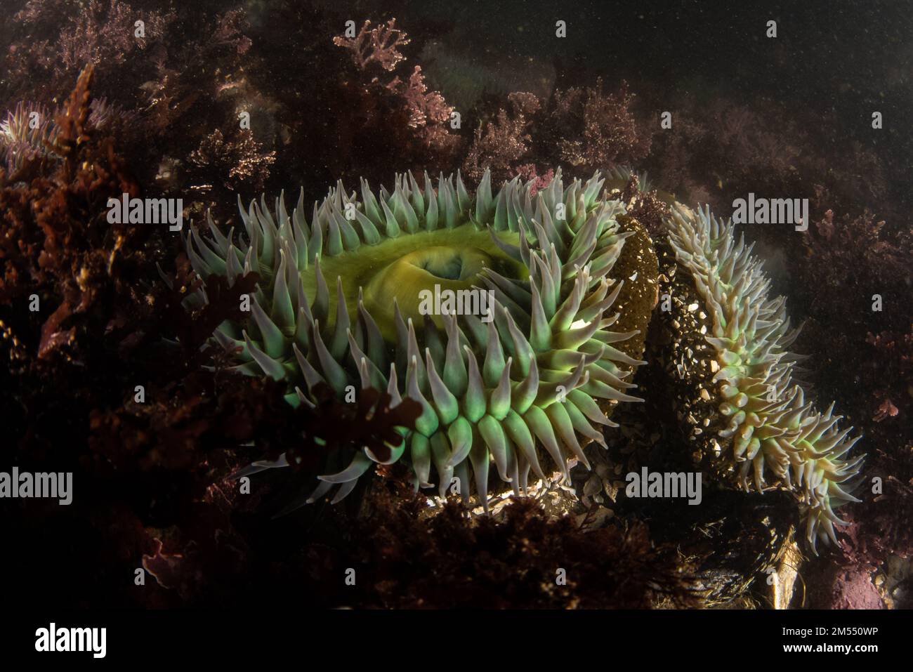 Gros plan des images d'Anthopleura xanthogrammica, l'anémone vert géant dans un tidepool à Pillar point, Californie dans la région de la baie de San Francisco. Banque D'Images