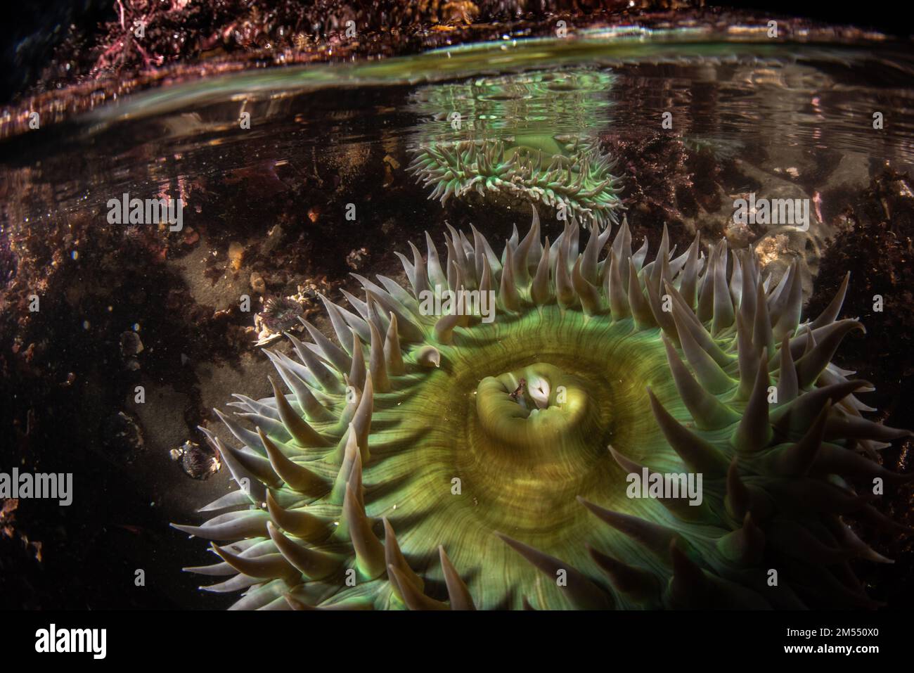 Gros plan des images d'Anthopleura xanthogrammica, l'anémone vert géant dans un tidepool à Pillar point, Californie dans la région de la baie de San Francisco. Banque D'Images