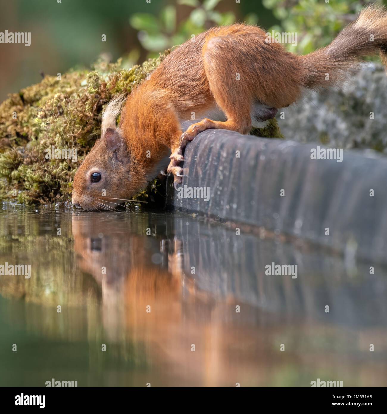 Un faible niveau de gros plan d'un écureuil rouge buvant d'une piscine. Il a une réflexion dans l'eau Banque D'Images