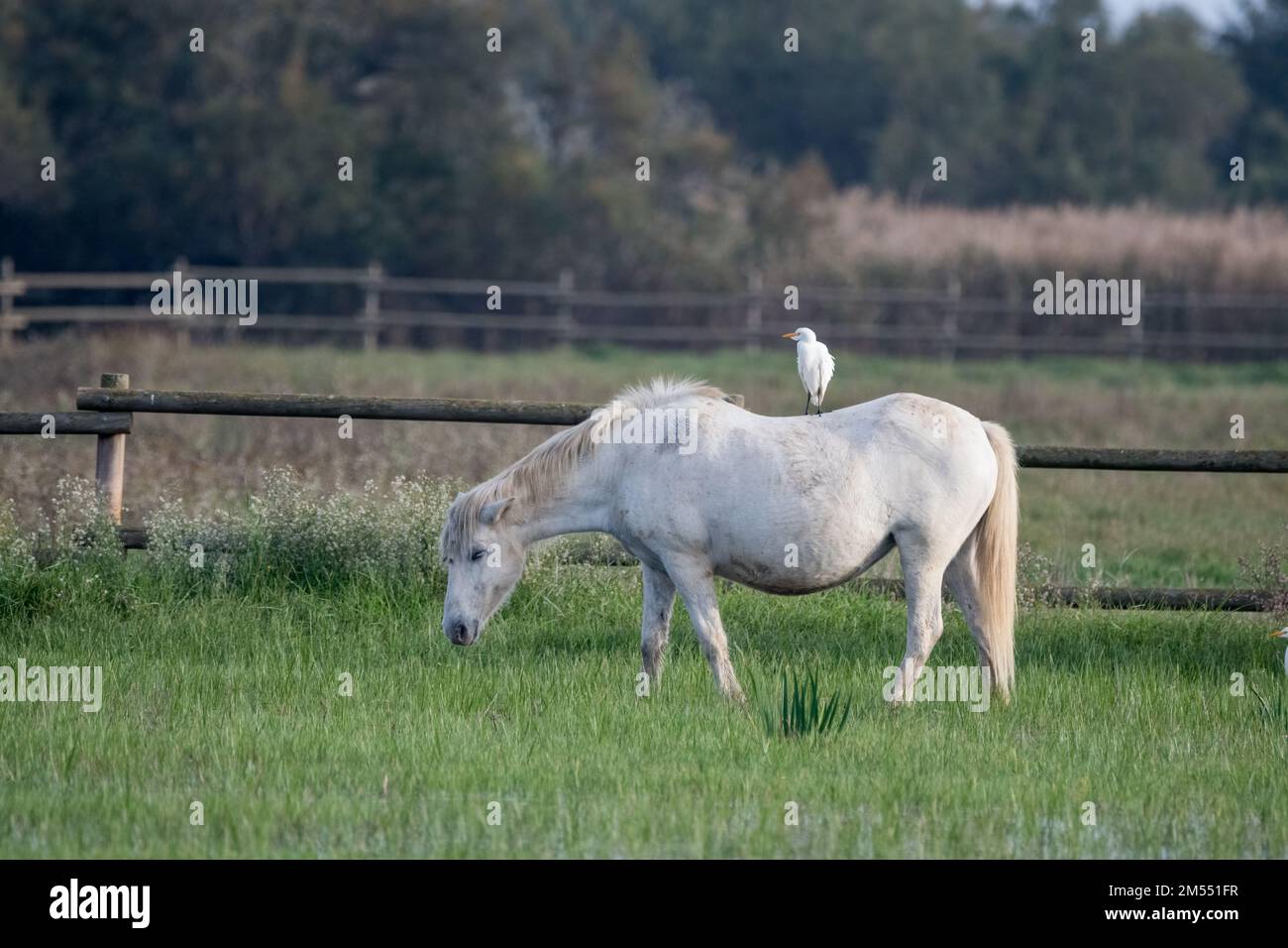 Chevaux Camargue mangeant avec un égret de bétail sur le dos, Aiguamolls de l'Empordà, Catalogne, Espagne Banque D'Images