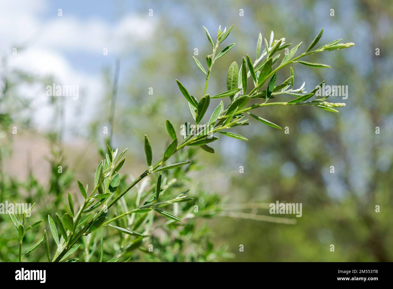 Genista florida, une plante à fleurs de la famille des Fabaceae. Photo prise dans le parc national des montagnes de Guadarrama, Madrid, Espagne Banque D'Images