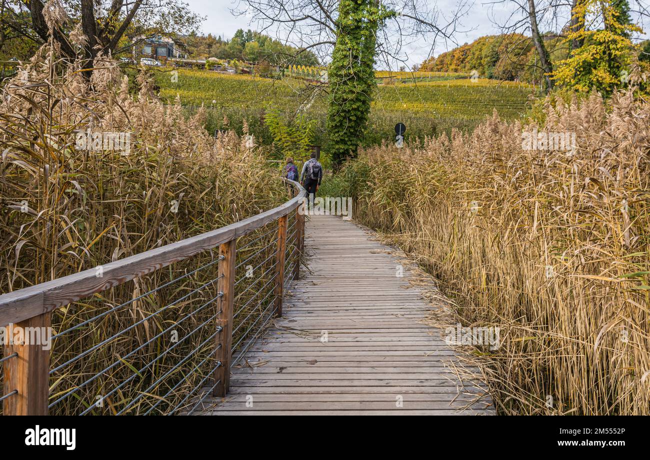 Réserve naturelle de la forêt de Monticolo en automne - Lac de Monticolo - Appiano dans le Tyrol du Sud, province de Bolzano, Trentin-Haut-Adige, Italie, Europe - Banque D'Images