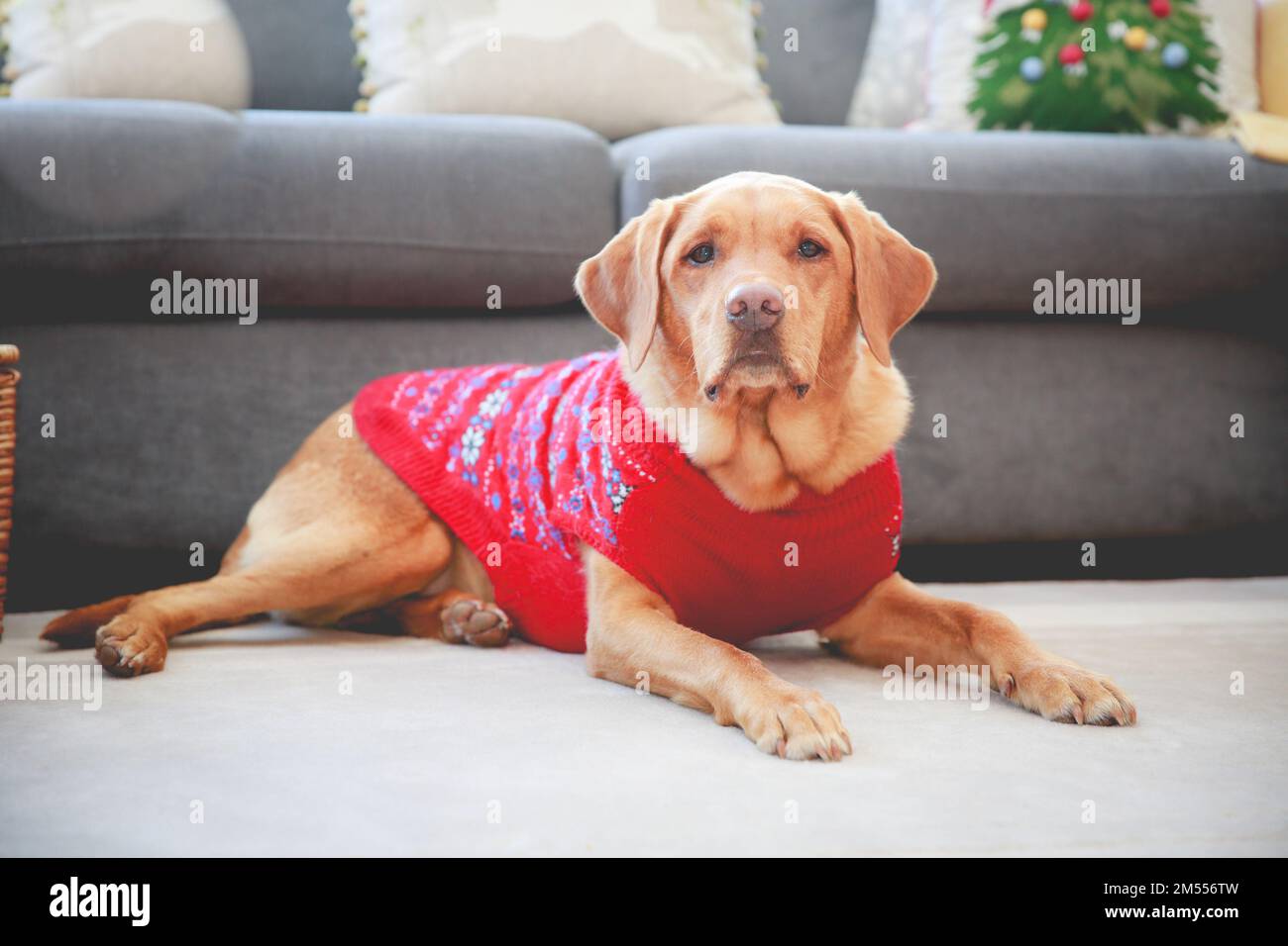 Un adorable chien Labrador retriever de couleur renard rouge dans un intérieur confortable, portant un pull de Noël et se gardant au chaud pendant la crise énergétique Banque D'Images