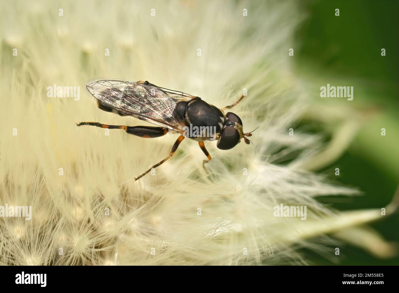 Gros plan détaillé sur un planque à pattes épaisses , Syritta pipipiens assis sur une feuille verte dans le jardin Banque D'Images