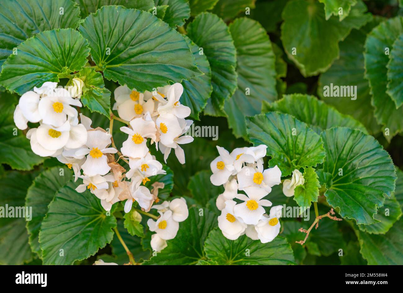 Photo détaillée d'une fleur de Begonia semperflorens blanche Banque D'Images