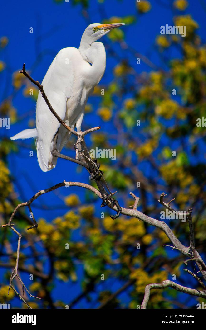 Grande Aigrette, Egretta alba, rivière Chobe, Chobe National Park, Botswana, Africa Banque D'Images