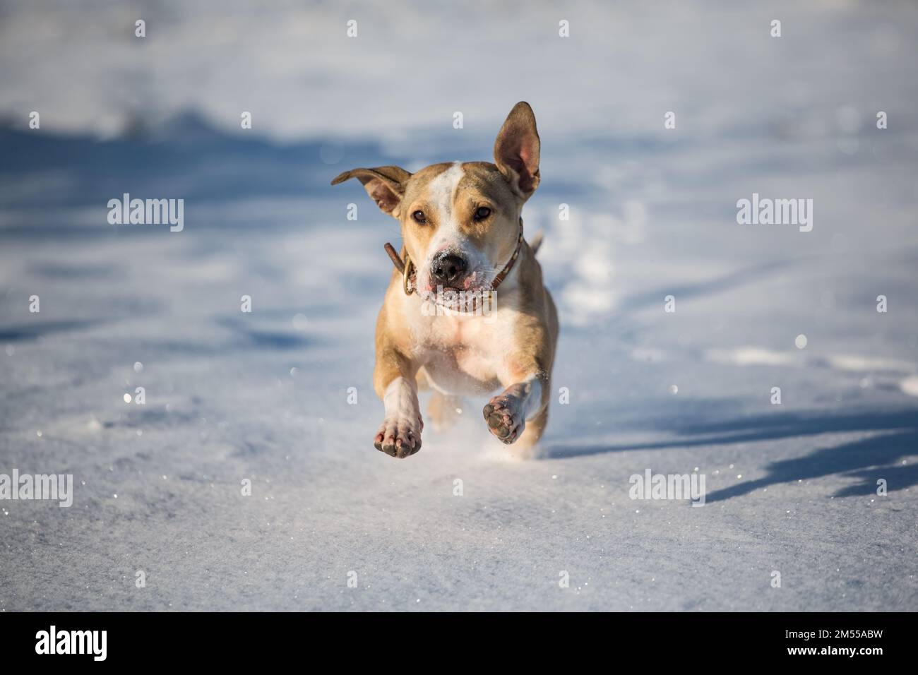 Bull-terrier américain de mine d'exécution dans la neige Banque D'Images