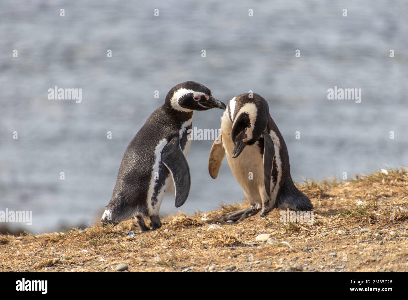 Couple de pingouins sauvages dans l'île sanctuaire Isla Magdalena en Patagonie chilienne. Le pingouin est l'un des animaux les plus monogames Banque D'Images