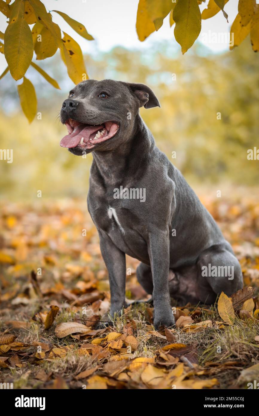 Portrait vertical de Blue Staffy dans la nature d'automne. Smiling English Staffordshire Bull Terrier se trouve dans le parc pendant la saison d'automne en octobre. Banque D'Images