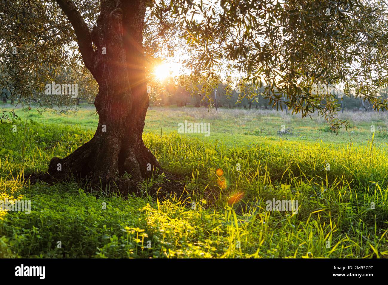 Paysage rural. Oliviers au lever du soleil à Apulia, Italie : rayon de soleil entre les branches. Banque D'Images