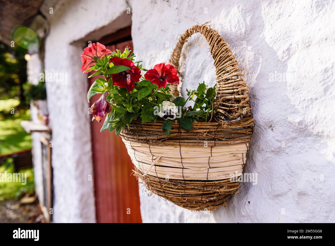 Fleurs sur le mur d'un charmant cottage irlandais blanchi à la chaux, Kilmatreenan, comté de Donegal, République d'Irlande. Banque D'Images