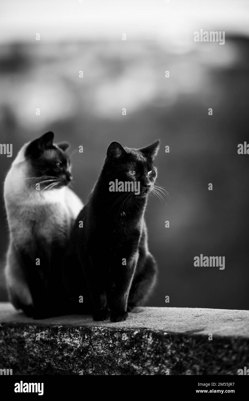 Deux chats de rue dans une relation romantique. Photo en noir et blanc. Banque D'Images