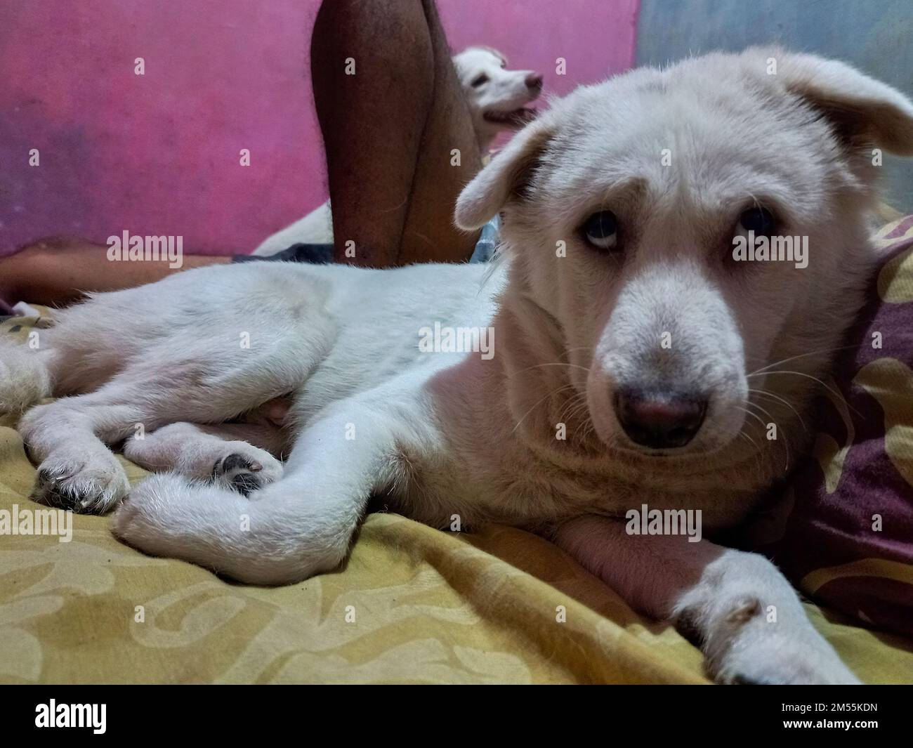 timide visage de chien blanc relaxant dormant avec le propriétaire dans le lit Banque D'Images