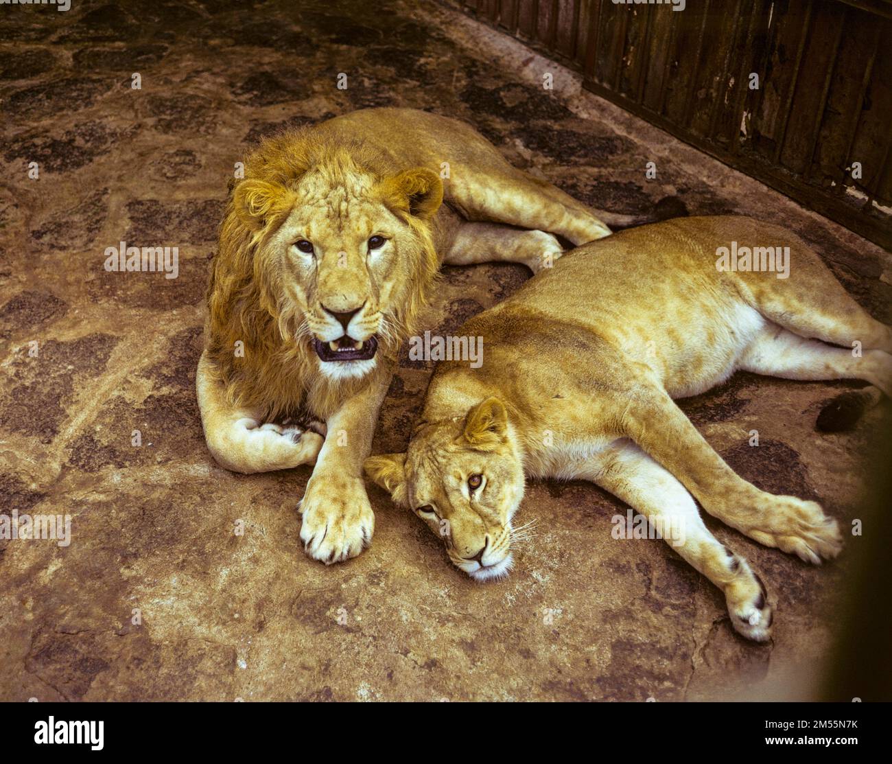 Ethiopie, années 1970, lion et lionne paire, Afrique de l'est, Banque D'Images