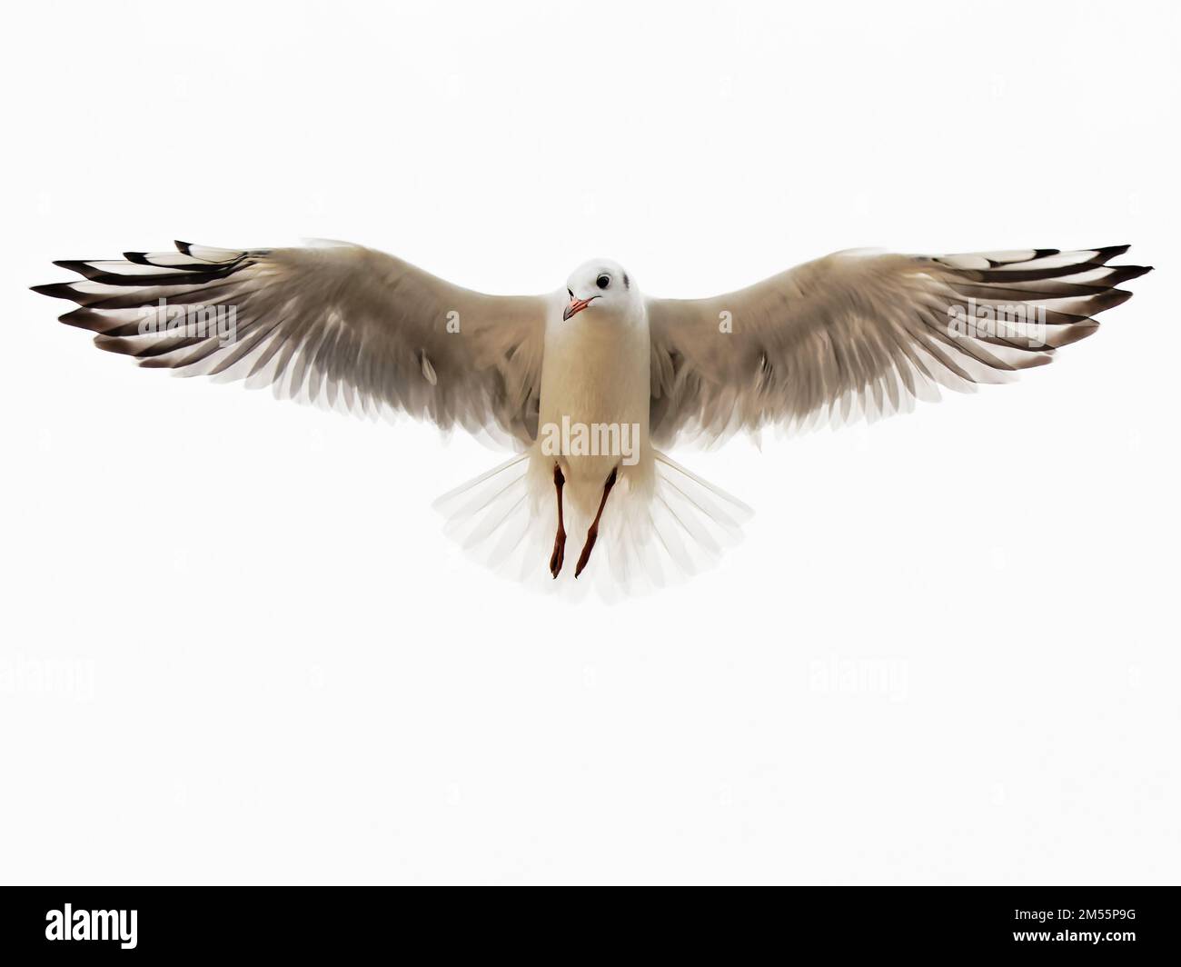 Mouette volante avec ailes étalées Banque D'Images