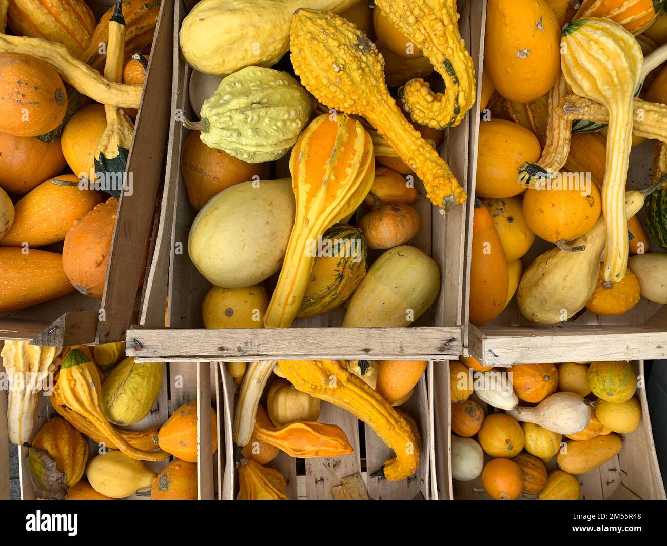 pile de différentes citrouilles ornementales jaunes et orange Banque D'Images