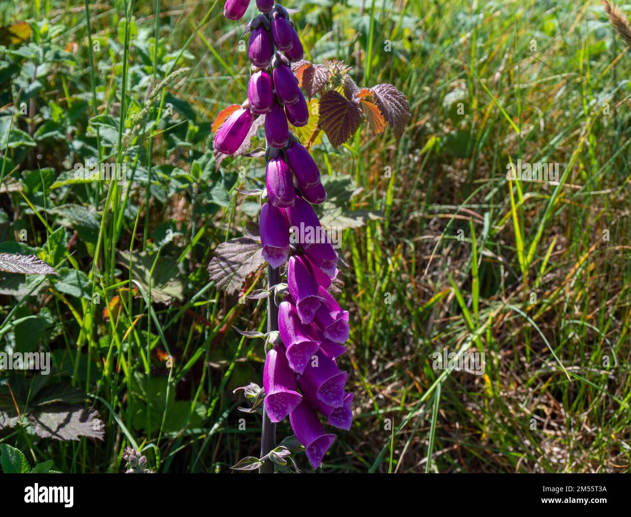 Inflorescence du foxgant. Belles fleurs violettes. Digitalis est un genre de plantes herbacées vivaces, d'arbustes et de biennaux, communément appelé foxgl Banque D'Images