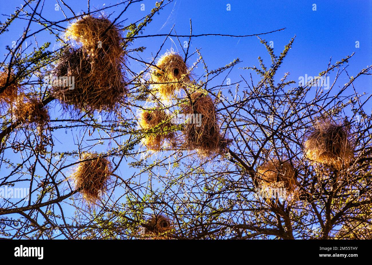 Ethiopie, 1970s, Hammerkop ou Hamerkop niche dans les arbres, région d'Oromia, Afrique de l'est, Banque D'Images