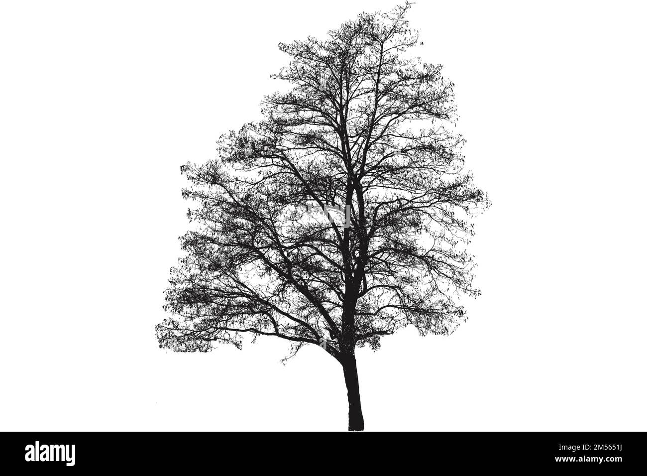 Forêt sans feuilles Banque d'images vectorielles - Alamy