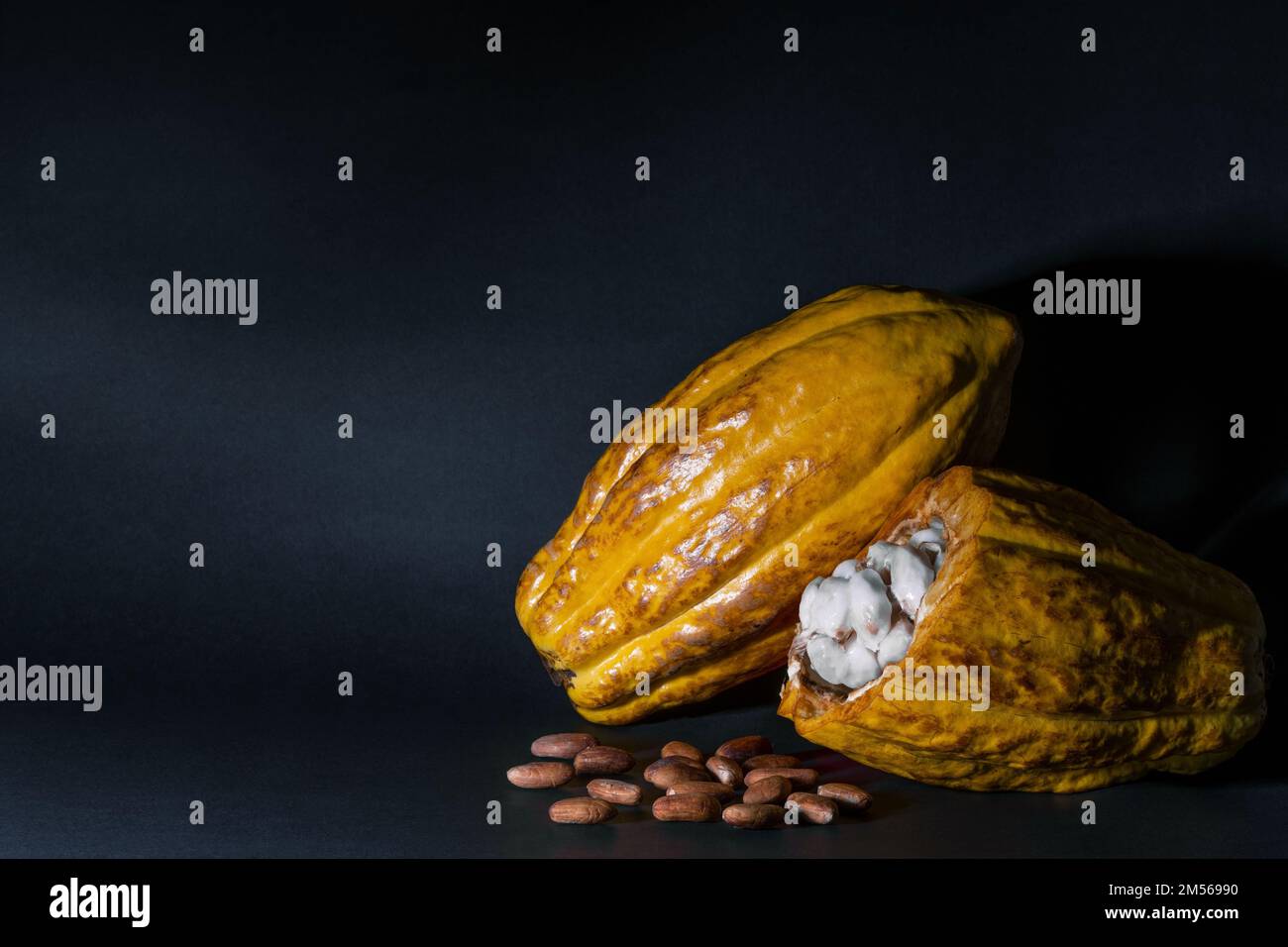 Arôme fin arriba nacional cacao (Theobroma cacao) fruit, Equateur, Amérique du Sud. Banque D'Images