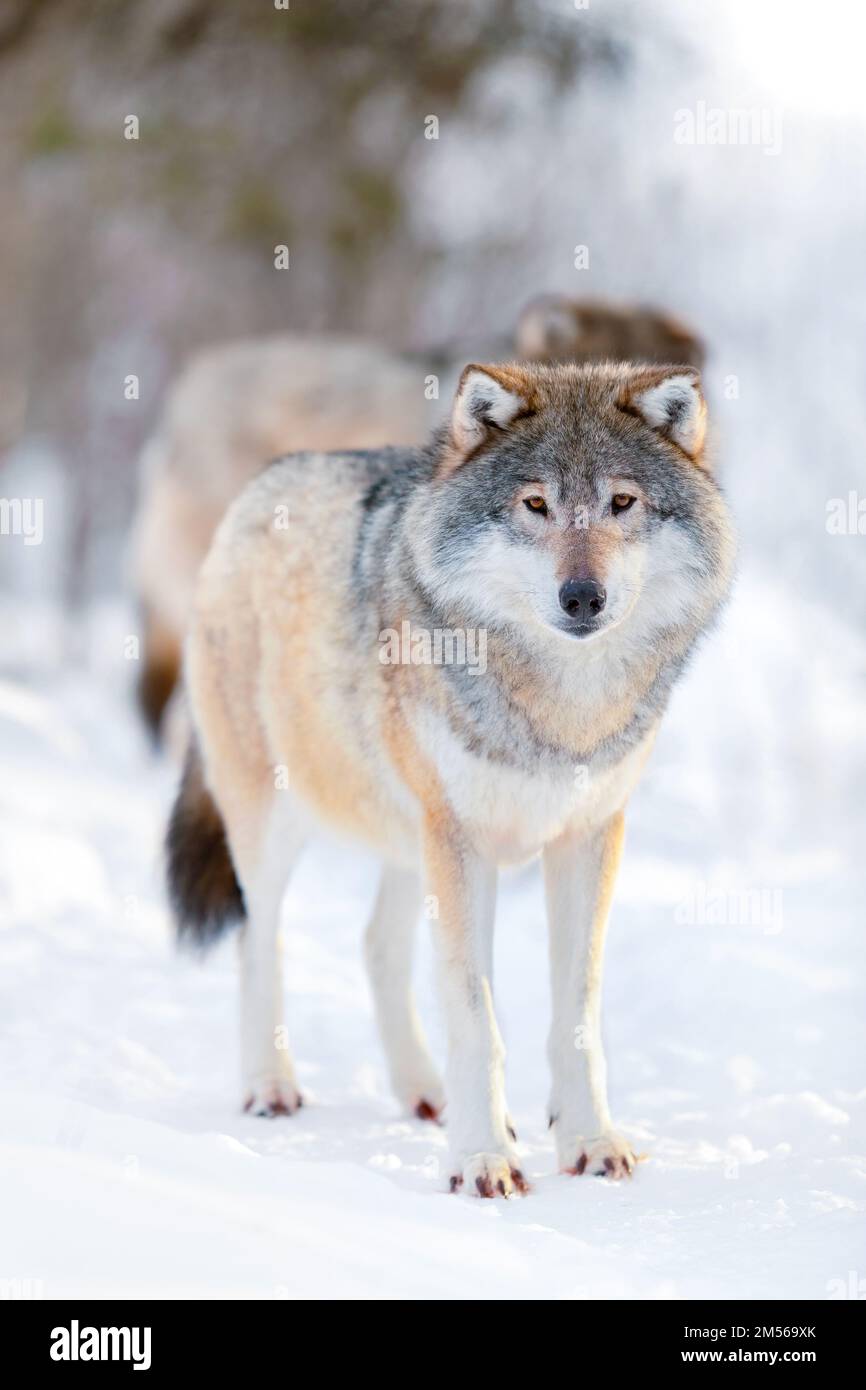 Alerter les loups debout sur un paysage d'hiver blanc enneigé Banque D'Images