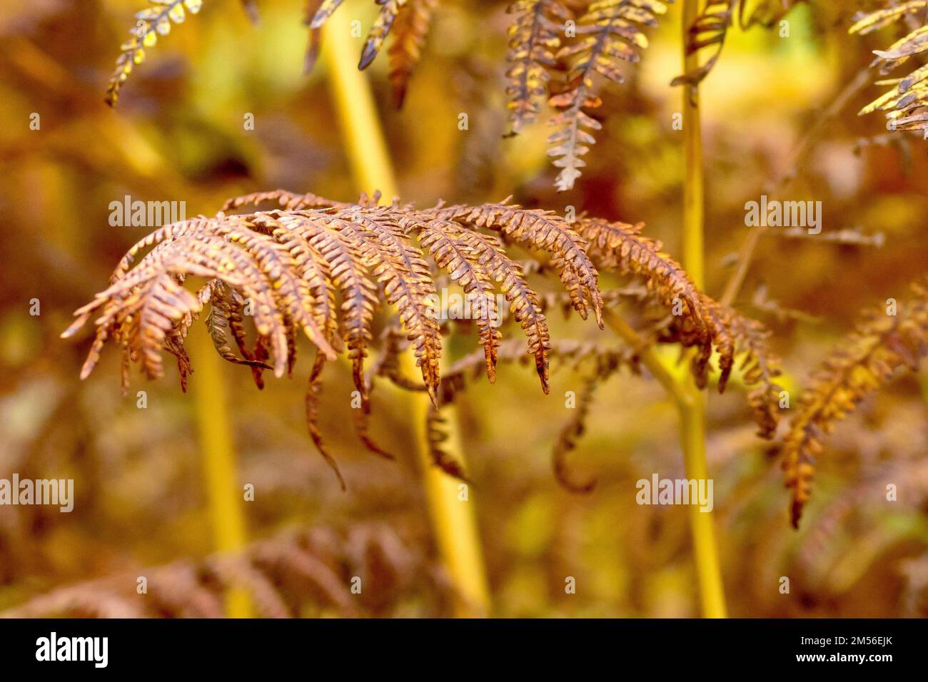 Bracken (pteridium aquilinum), gros plan d'une fronde montrant les folioles individuelles de la fougères à feuilles caduques communes dans ses couleurs d'automne jaune et marron Banque D'Images