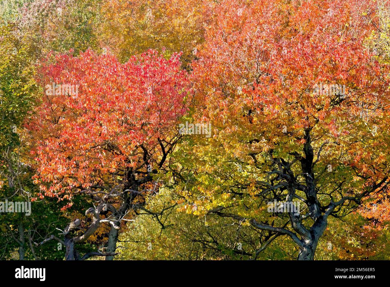 Cerisier (prunus avium), mettant l'accent sur deux arbres qui poussent dans un petit bois resplendent dans leurs couleurs d'automne. Banque D'Images