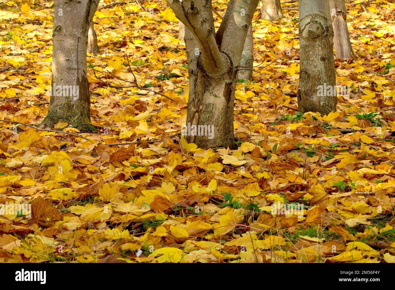 Une photo du sol d'un petit morceau de bois ouvert à l'automne, le sol parsemé des feuilles jaunes des arbres tombées. Banque D'Images