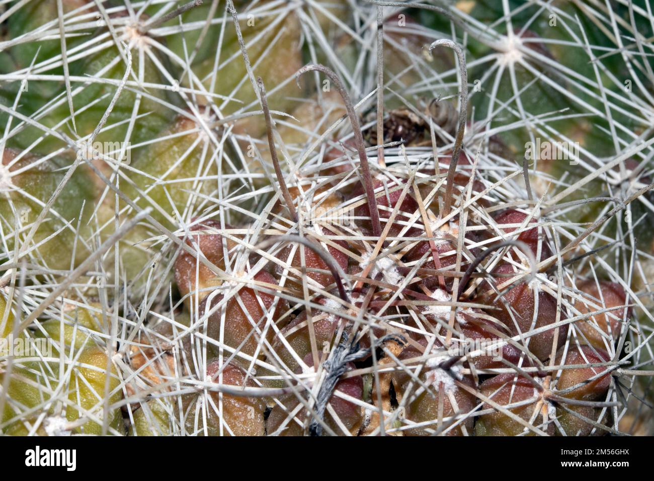 Un gros plan d'une usine de cictus ou Cacti de Spike verte succulente Banque D'Images