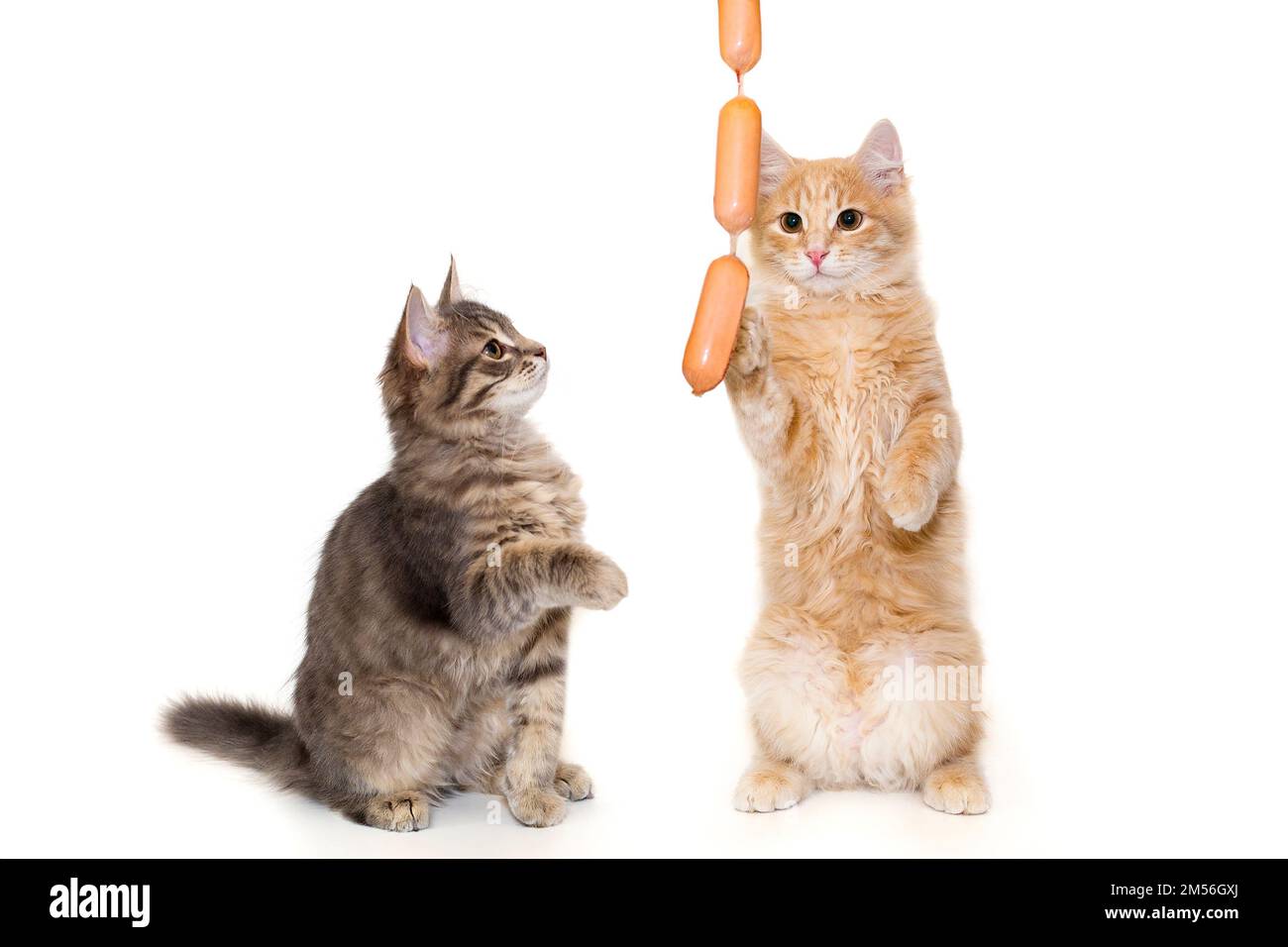 Chaton gris et rouge jouant avec des saucisses, isolé sur fond blanc Banque D'Images