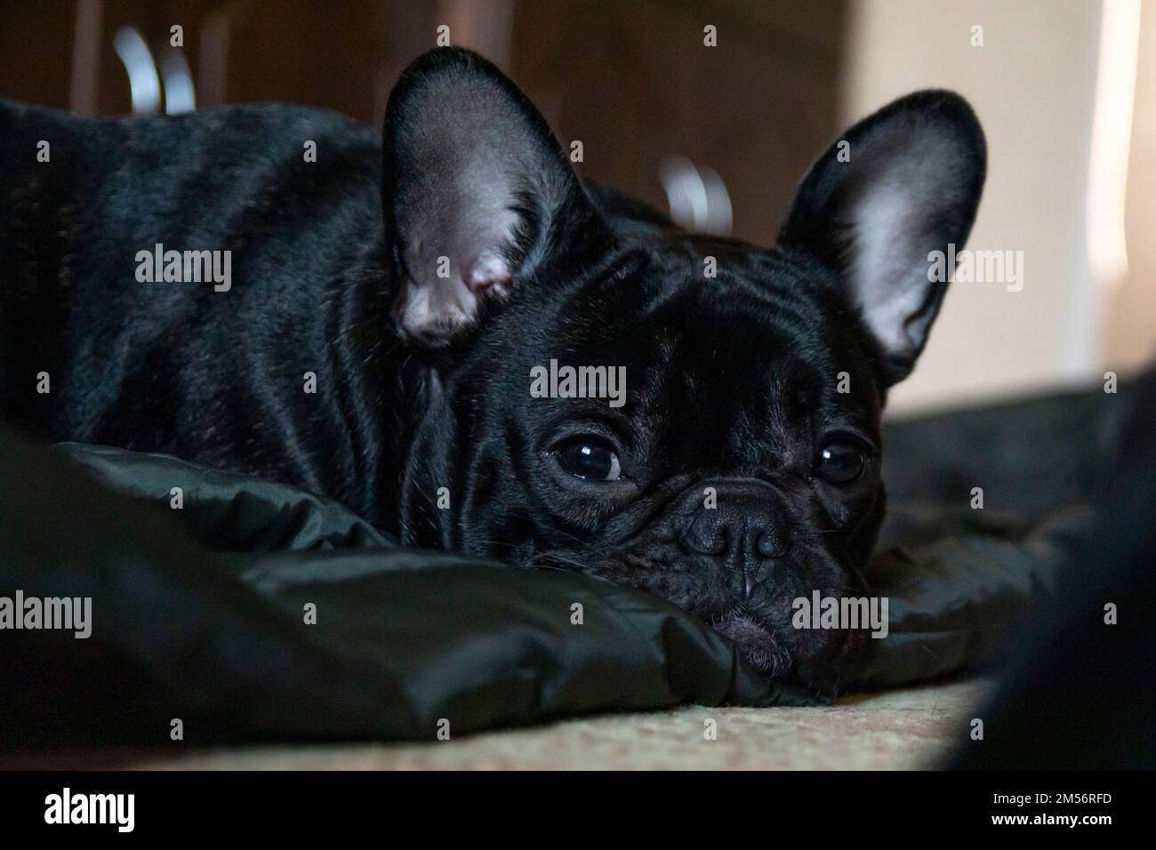 Le chiot de boudogue à la française endormi repose sur le portrait du sol Banque D'Images