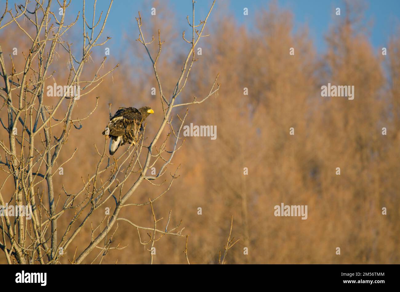 Le jeune aigle de mer de Steller Haliaeetus pelagicus. Kiyosato. Hokkaido. Japon. Banque D'Images