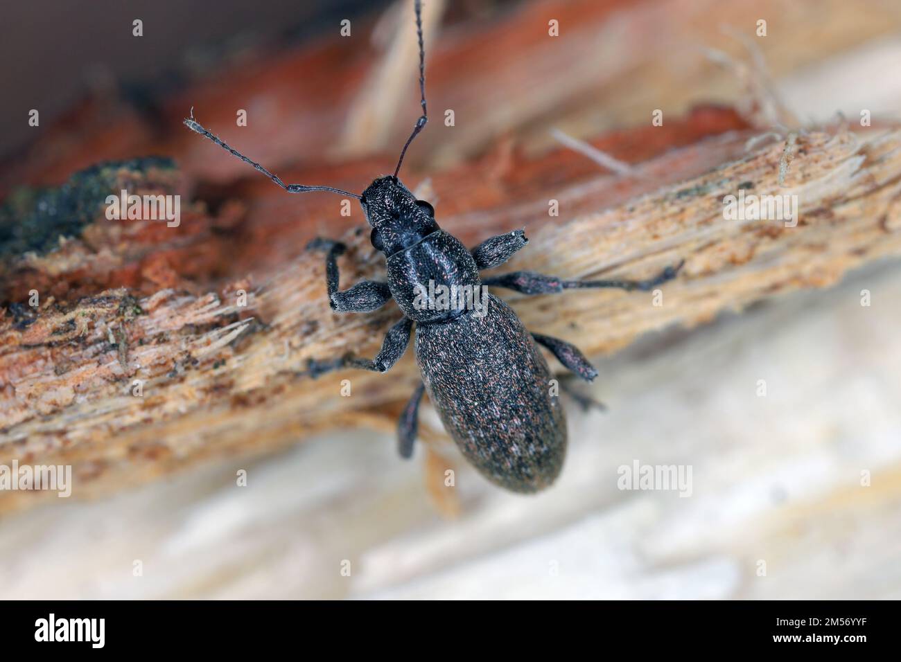 Grey Pine Weevil (Brachyderes incanus), sur bois. Banque D'Images