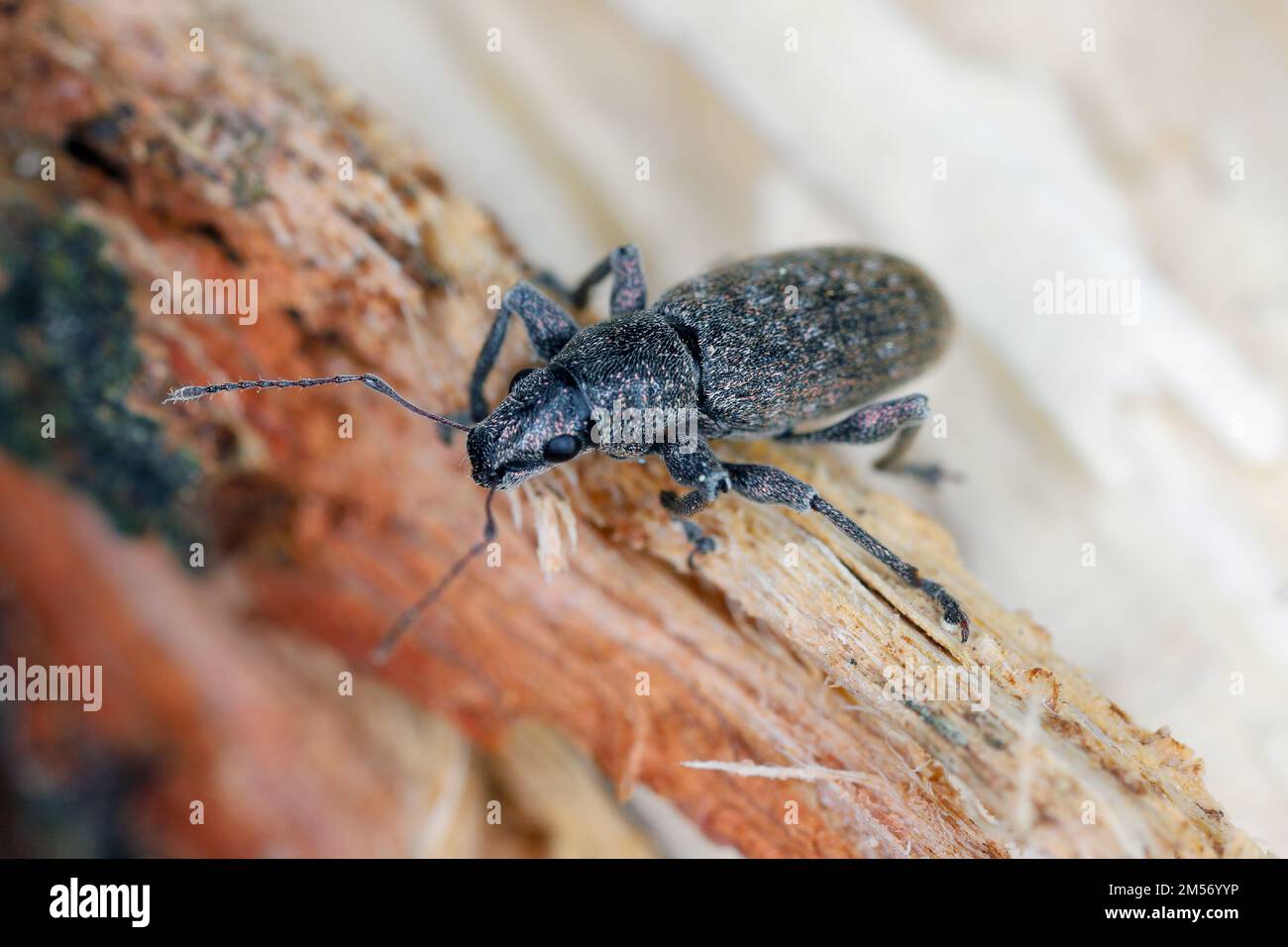 Grey Pine Weevil (Brachyderes incanus), sur bois. Banque D'Images
