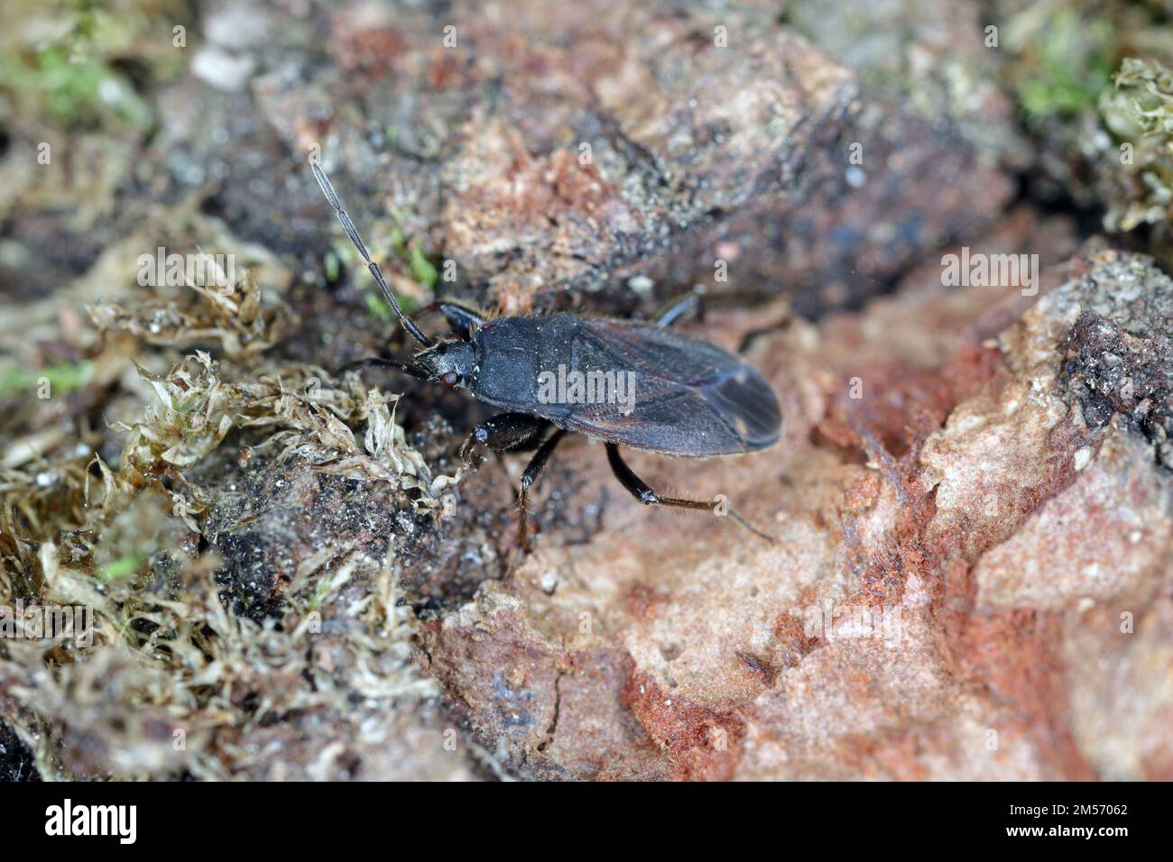 Insecte Eremocoris plebejus, famille: Lygaeidae, Un insecte rare, connu principalement dans les forêts de pins. Banque D'Images