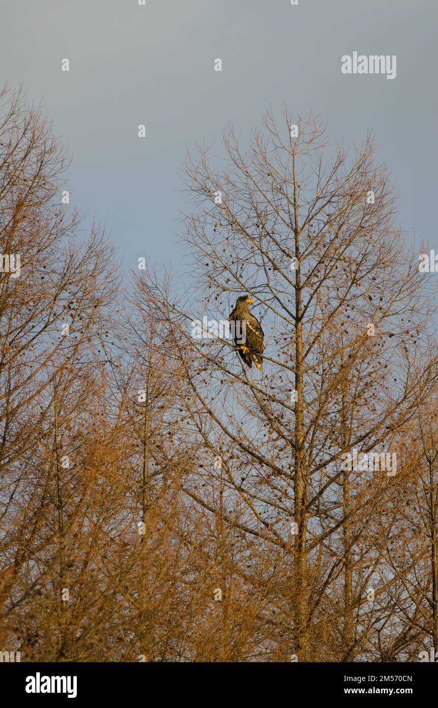 L'aigle marin du jeune Steller Haliaeetus pelagicus sur un arbre. Kiyosato. Hokkaido. Japon. Banque D'Images