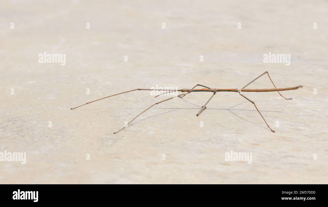 Walkingstick vietnamien, megauroidea extradentata, marche sur pierre, Majorque, Espagne Banque D'Images