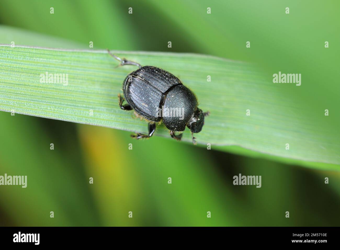 Onthophagus dung scarabée. Petit dendroctone de la famille des Scarabaeidae. Ces insectes se