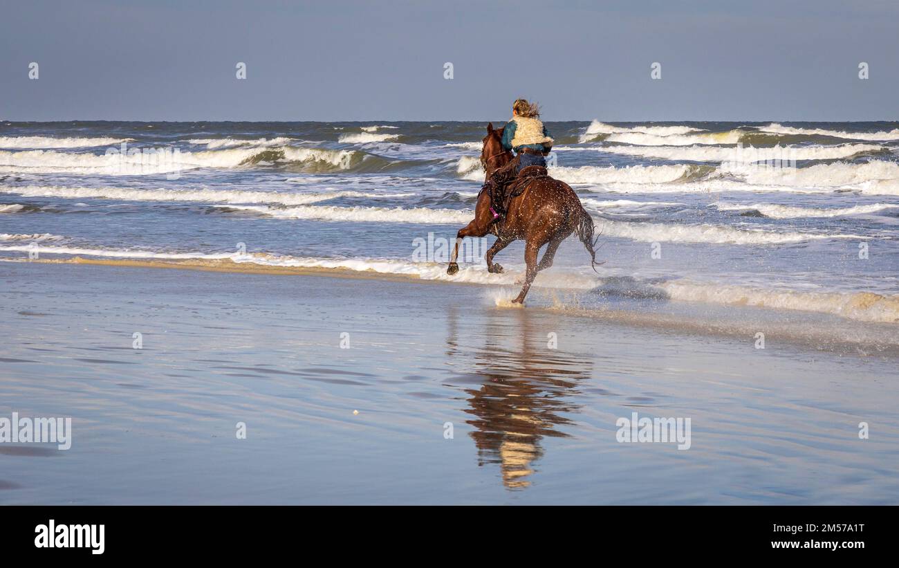 Balade à cheval sur une plage avec surf difficile Banque D'Images