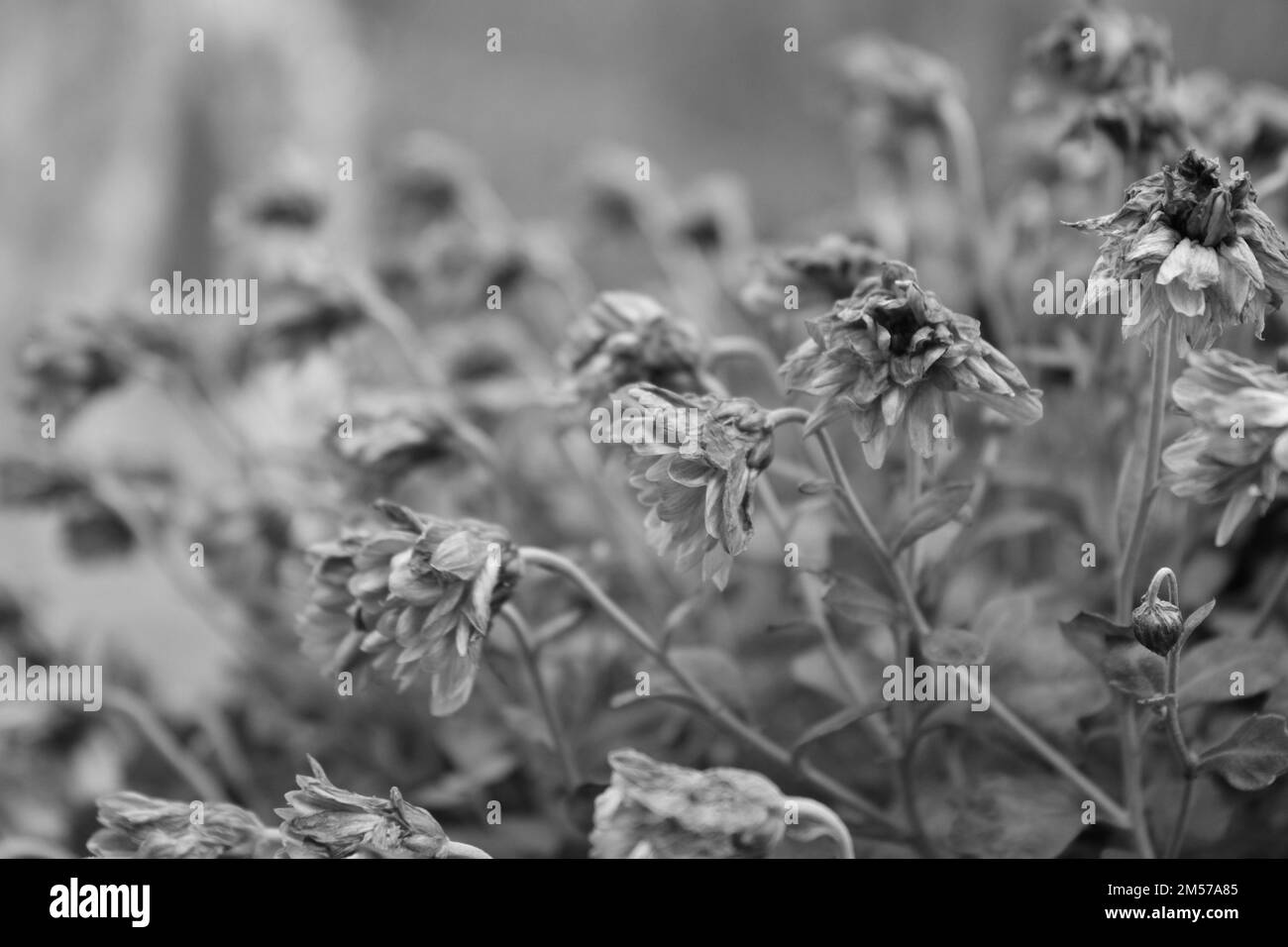 Une échelle de gris de fleurs sèches dans un champ Banque D'Images