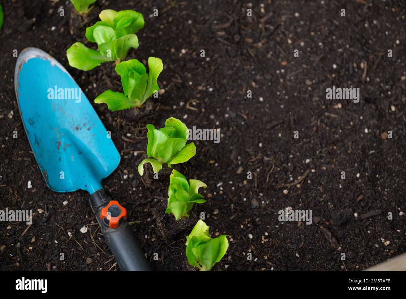 Laitue plantée sur le sol. Culture de légumes bio purs dans votre propre jardin.vue de l'abov.Jardinage et l'agriculture. Banque D'Images