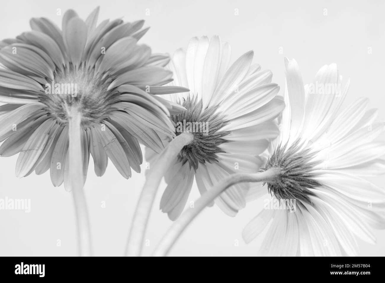 Image monochrome de fleurs de Gerbera avec fond blanc et espace de copie Banque D'Images