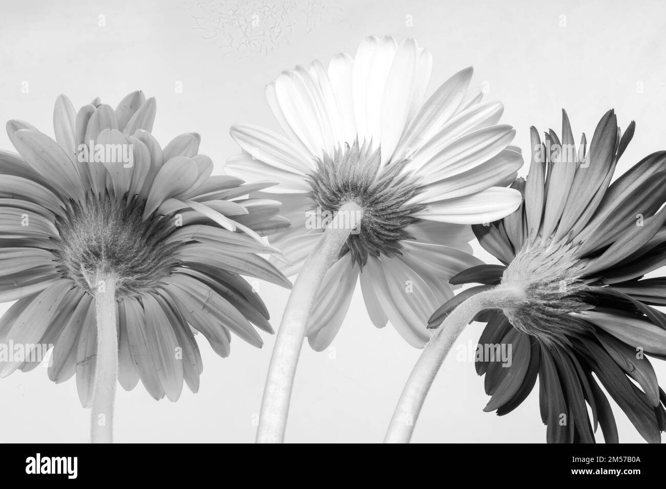 Image monochrome de fleurs de Gerbera avec fond blanc et espace de copie Banque D'Images