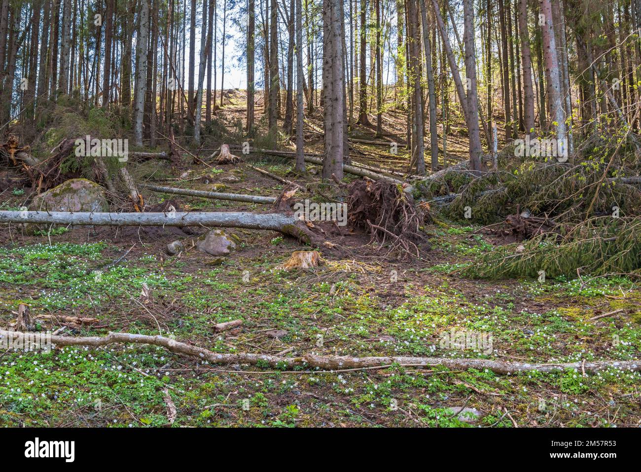 Tempête de bois endommagé avec beaucoup d'arbres tombés Banque D'Images