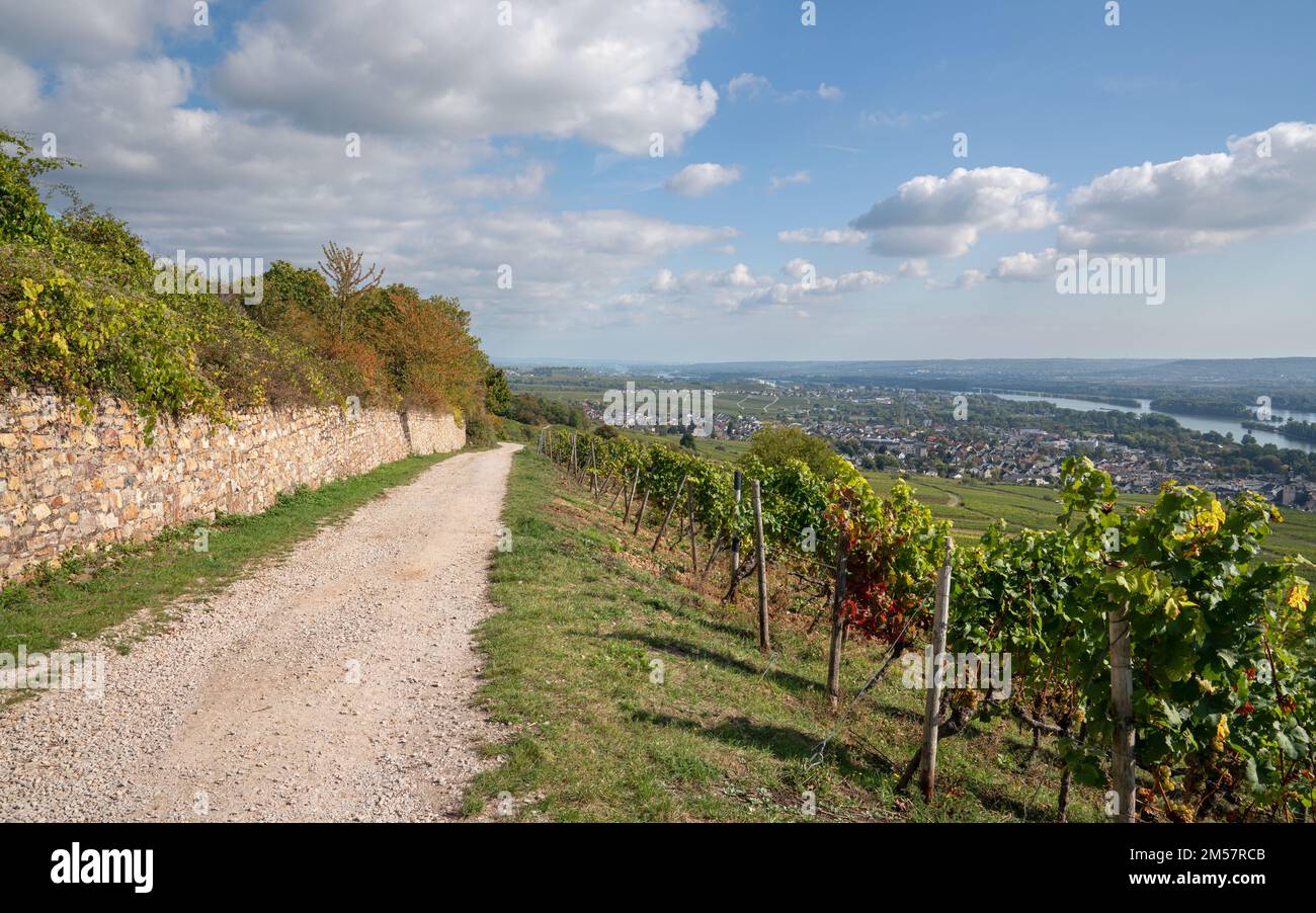 RUEDESHEIM, ALLEMAGNE - 8 OCTOBRE 2021 : Ruedesheim dans les vignobles de la vallée du Rhin, lors d'une belle journée automnale sur 8 octobre 2021 en Allemagne Banque D'Images