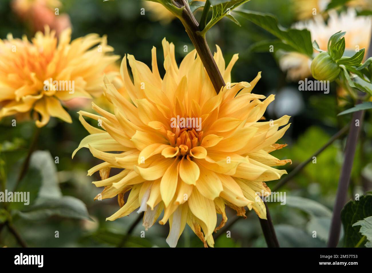 Dahlia fleurs orange et jaune dans le jardin Banque D'Images