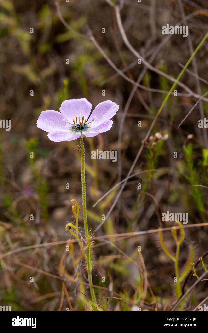 Section supérieure avec fleur rose de Drosera cistiflora, pris dans l'habitat naturel dans le Cap occidental de l'Afrique du Sud Banque D'Images